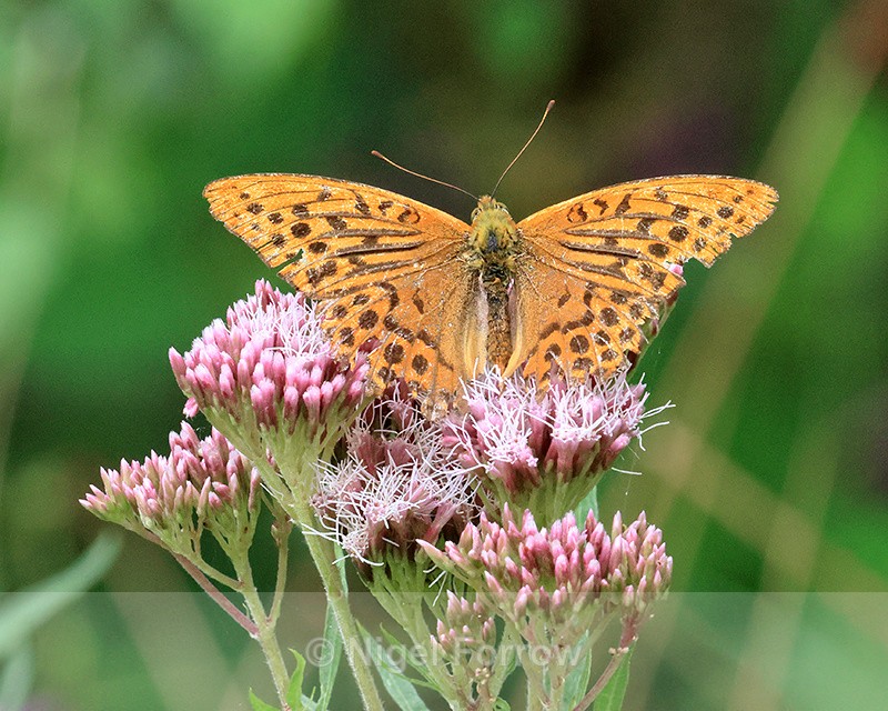 Dark Green Fritillary on Hemp Agrimony, Bernwood Forest - INSECTS