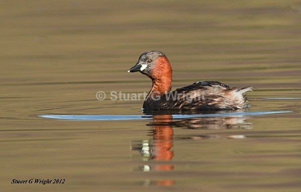 102 - Waterfowl