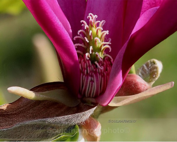 Magnola - Floria Macro