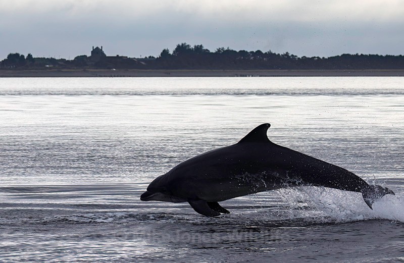 CHANORY DOLPHIN 2026 37 - Dolphins, Whales & Orcas. Scotland, Iceland, Azores & Madeira