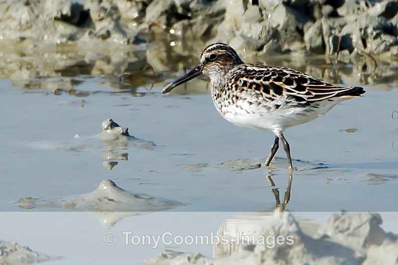 Broad-billed Sandpiper - Turkey