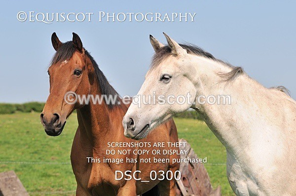 DSC_0300 - ARCHIVE REQUEST - Quincy and Guinness