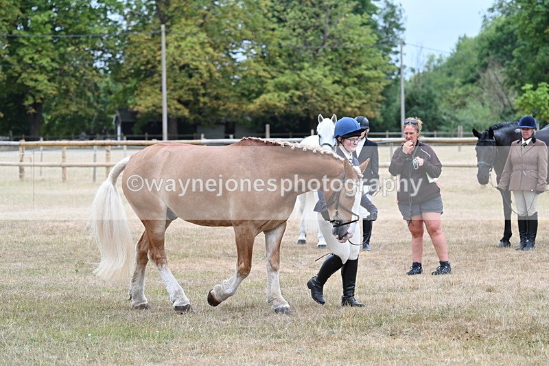 WJ7_9827 - Class 5a Most Handsome Gelding (above 14.2hh)