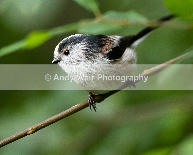 20110910-_MG_6742 - Long-tail Tit