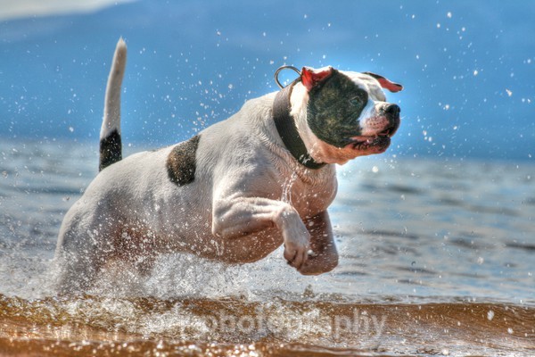 Cooper - Dogs