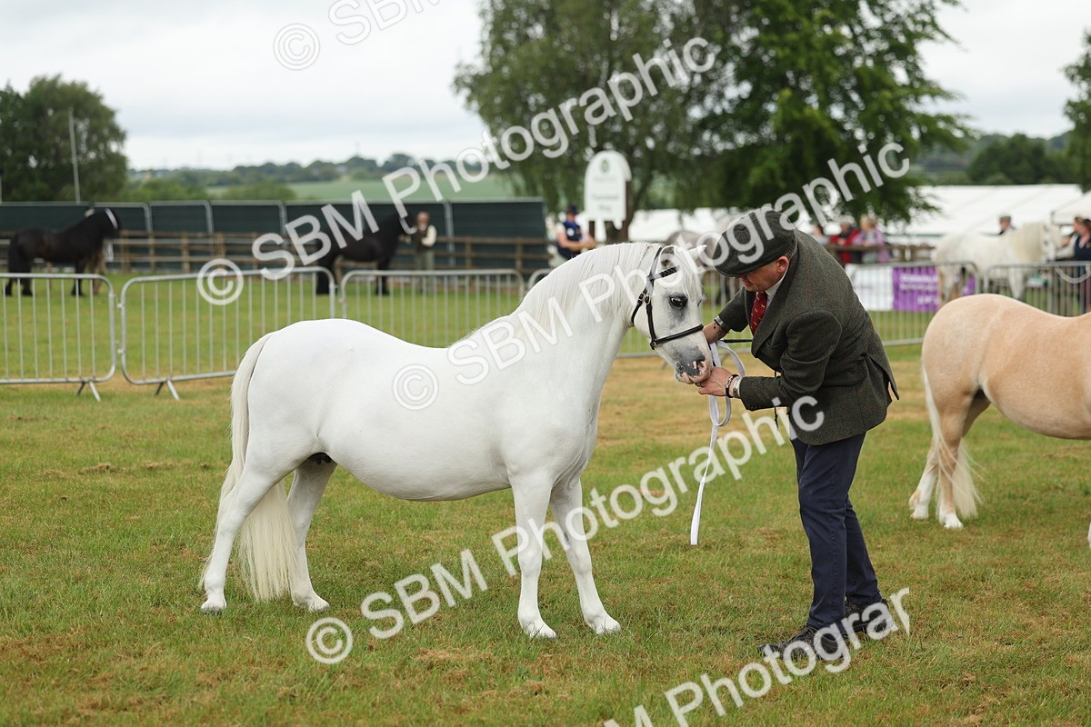SBM_01620 - Class 50-57 - M&M Welsh Pony In Hand