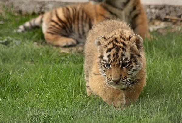 286 BLADE@5WKS - BIG CATS