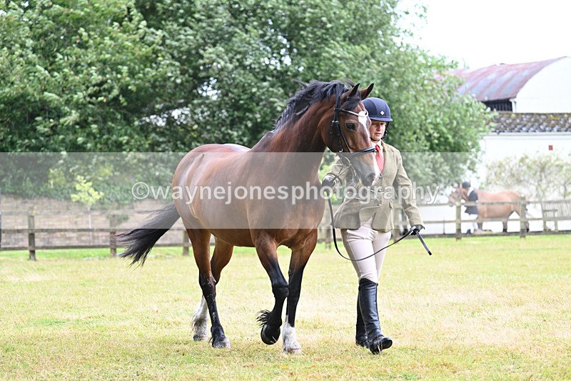 WJ7_6033 - Class 4a Prettiest Mare over 14hh