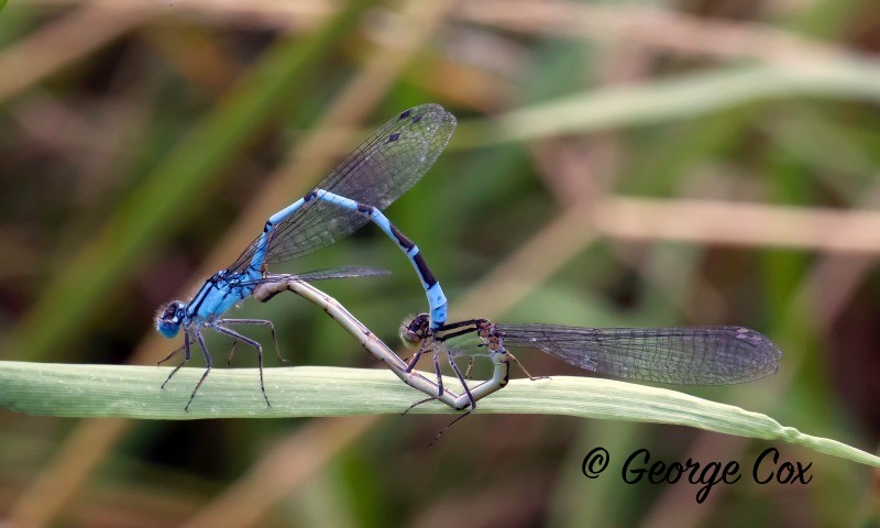 Damselflies Mating - Dragonflies