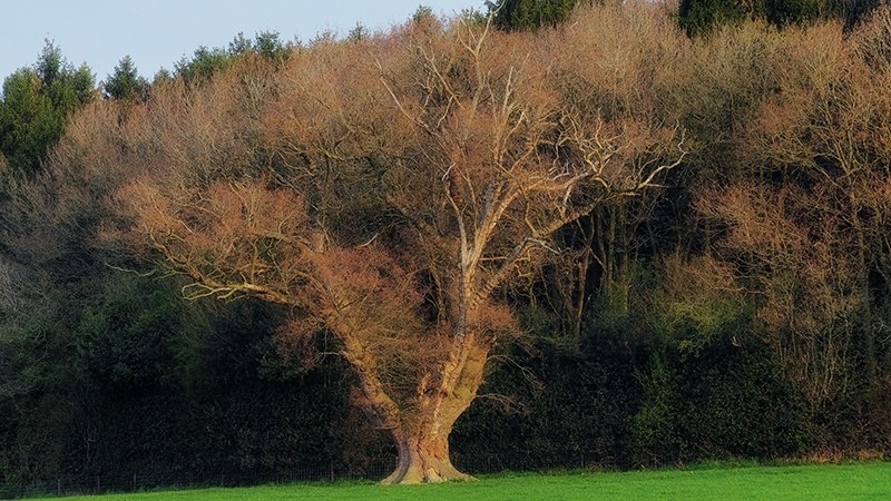 Spring 3 Soft Tree 3195 - Earth Element