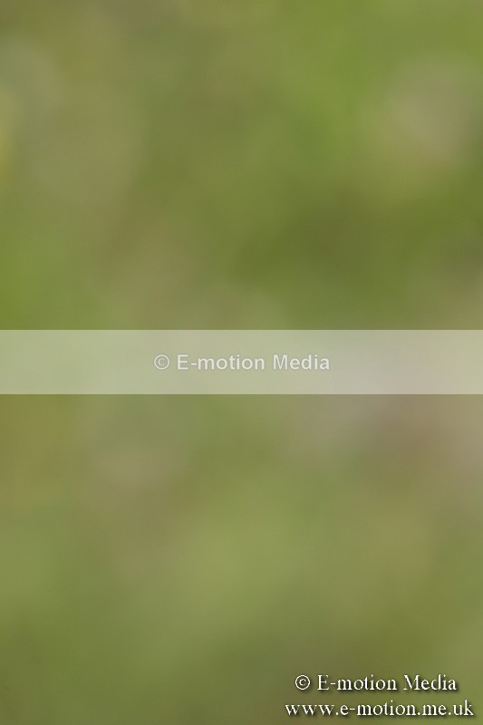 BVR160717-1223 - Class 2 Dressage 16/07/17