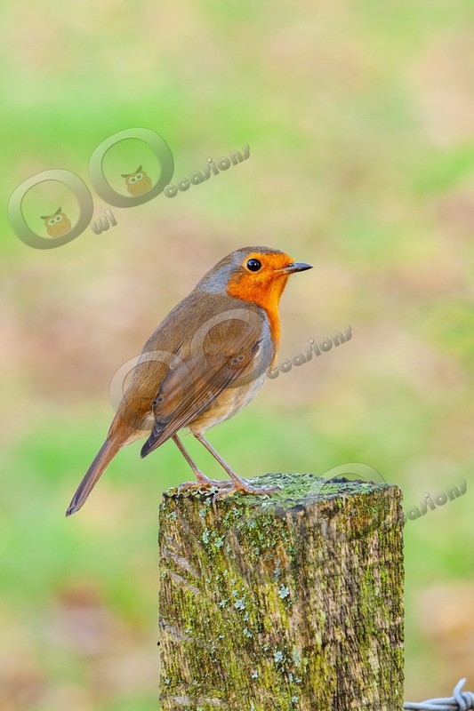 Robin Erithacus rubecula4973 - UK birds