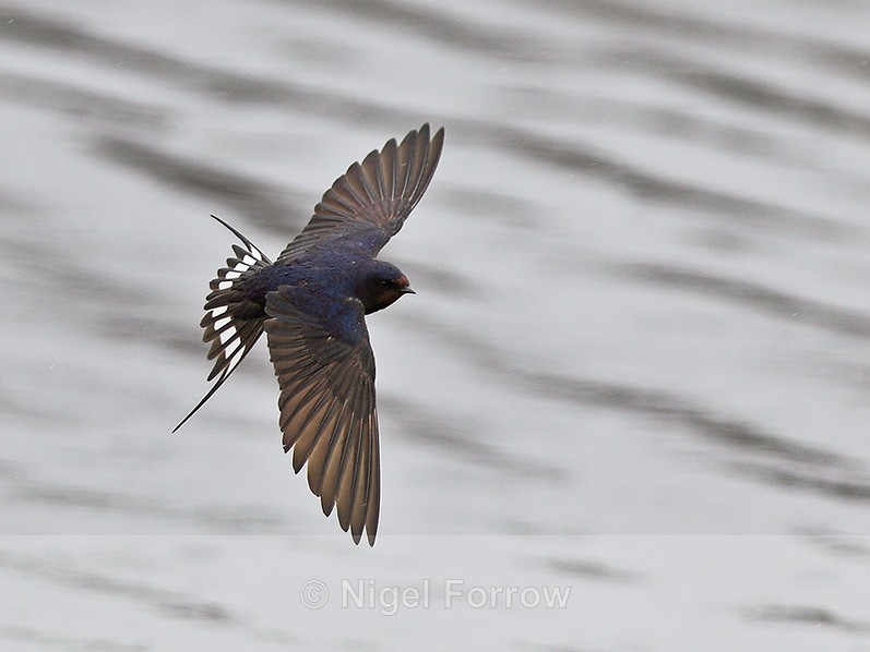 Swallow in flight at Higher Moors Reserve, St. Mary's - Swallow