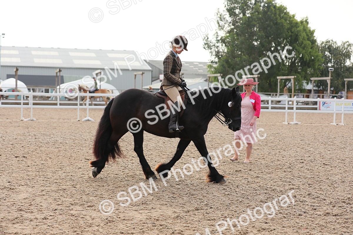 SBM_10051 - Class 302 Ridden M&M -Large Breeds