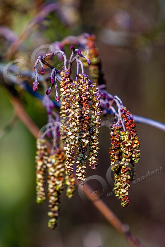 alder Alnus glutinosa 1022 - Plants and trees