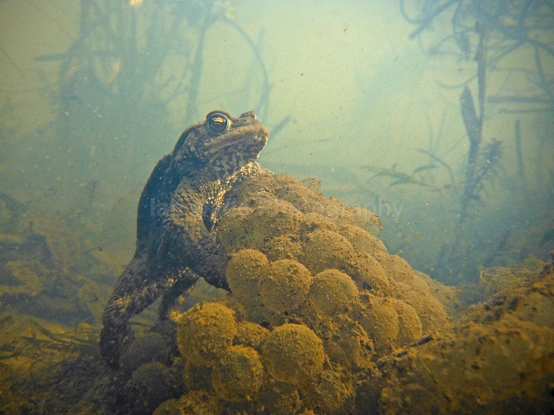 Common Toad resting on frog spawn in a Bristol pond_0034 - Reptiles, amphibians & pond life, Great Britian