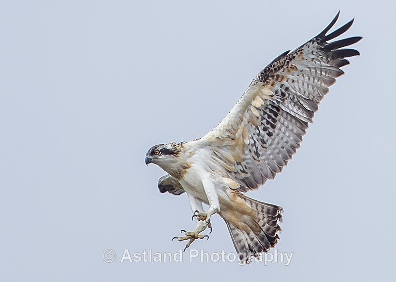 Astland Photography, Bird and Wildlife Images, Susan and Peter Wilson, U.K.