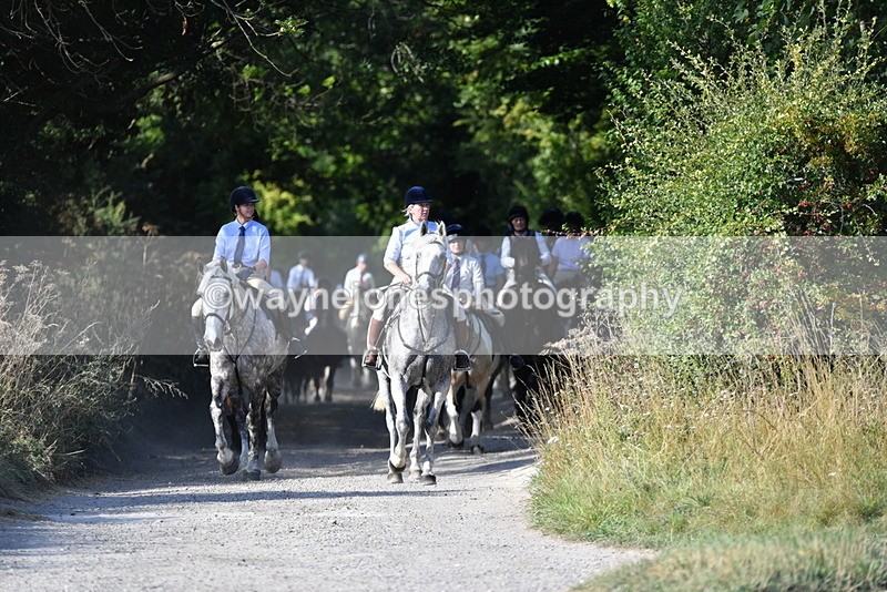 WJ5_4856 - Walk out with the hounds