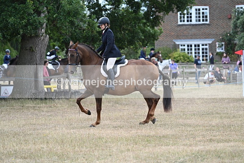 WJ7_0845 - Class 7 Riding Club Show Horse