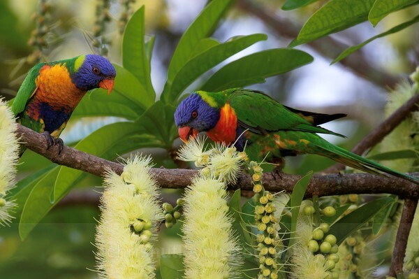  - Australian Birds
