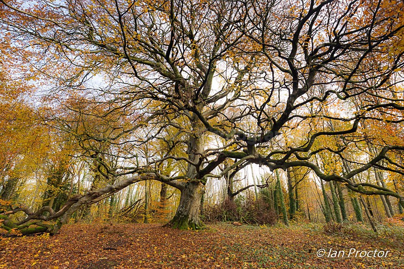 THE Tree of the Forest! - Nature