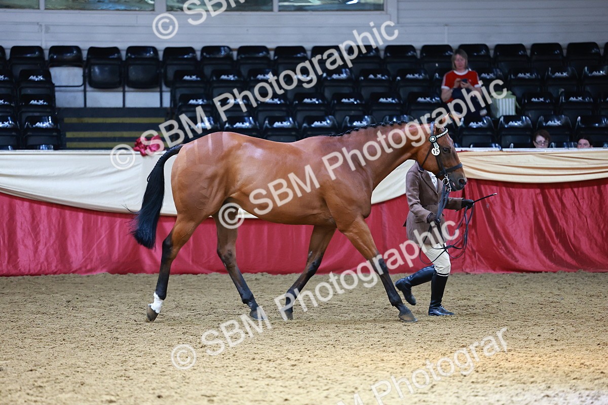 SBM_23270 - Class 903 - Supreme Final - IH Pre Vet