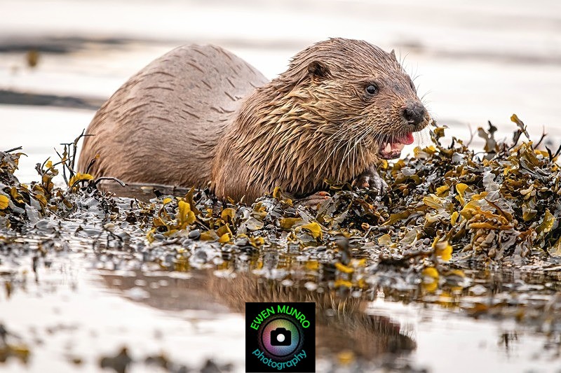 DO-11-Oban Bay, Argyll - 'DRATSIE' (AKA Otters)