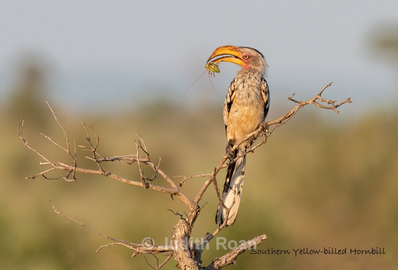  - South Africa Birds and Mammals