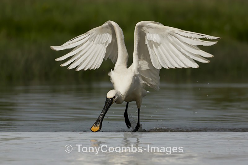 Spoonbill - Egret & Stork Hide