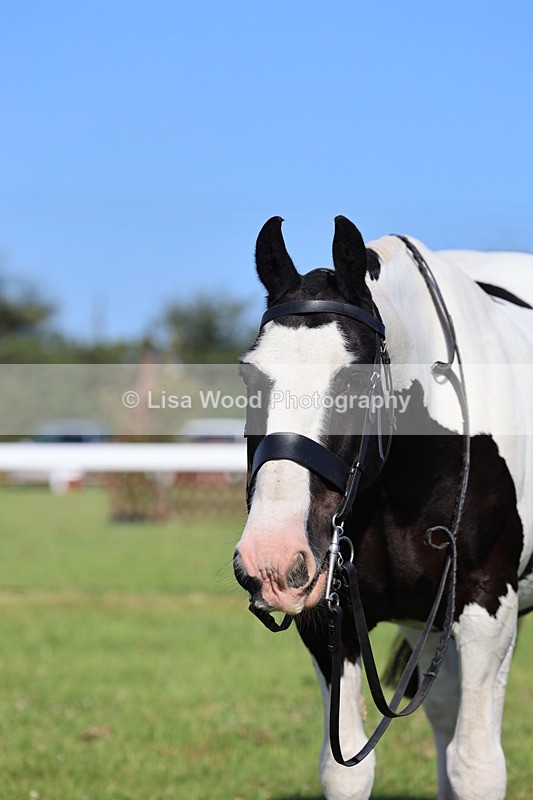 IMG_1570 - Class 30: Ridden Native/Trad Coloured Pony