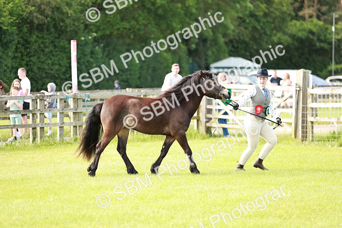 SBM_00638 - Class 14-23 - Mountain & Moorland In Hand Non Welsh