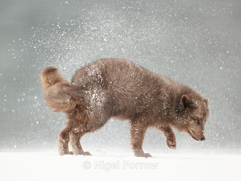 Arctic Fox snow shake side view (frame 2), Hornstrandir, Iceland - Arctic Fox