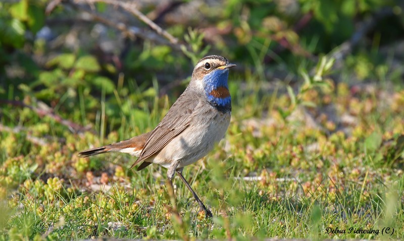 Red-spotted Bluethroat - Birds