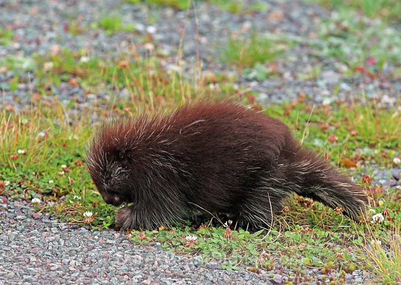 Erethizon dorsatum - Mammals, Reptiles & Amphibians