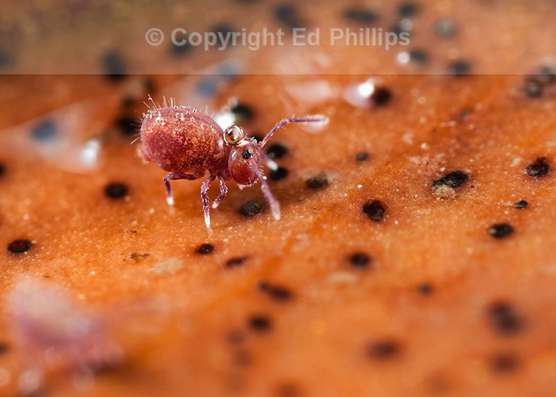 Dicyrtoma fusca - Juvenile