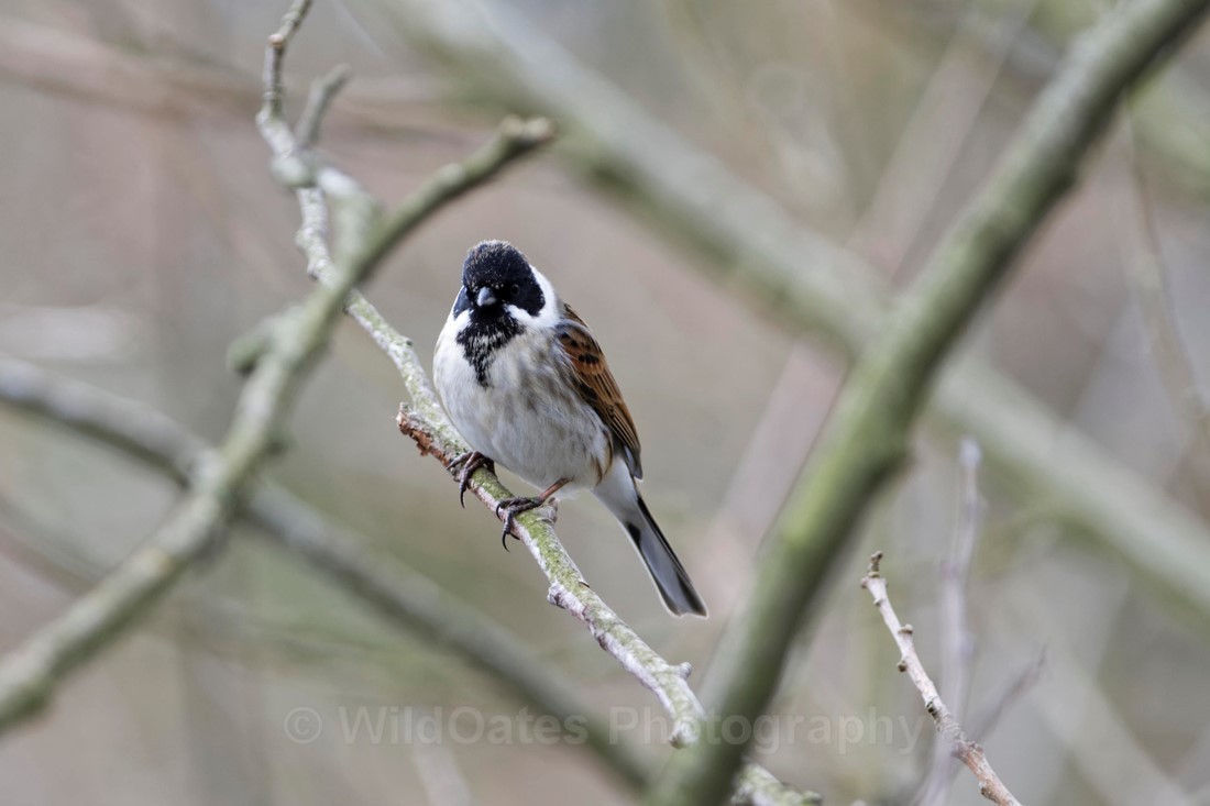Reed Bunting - Santon Downham
