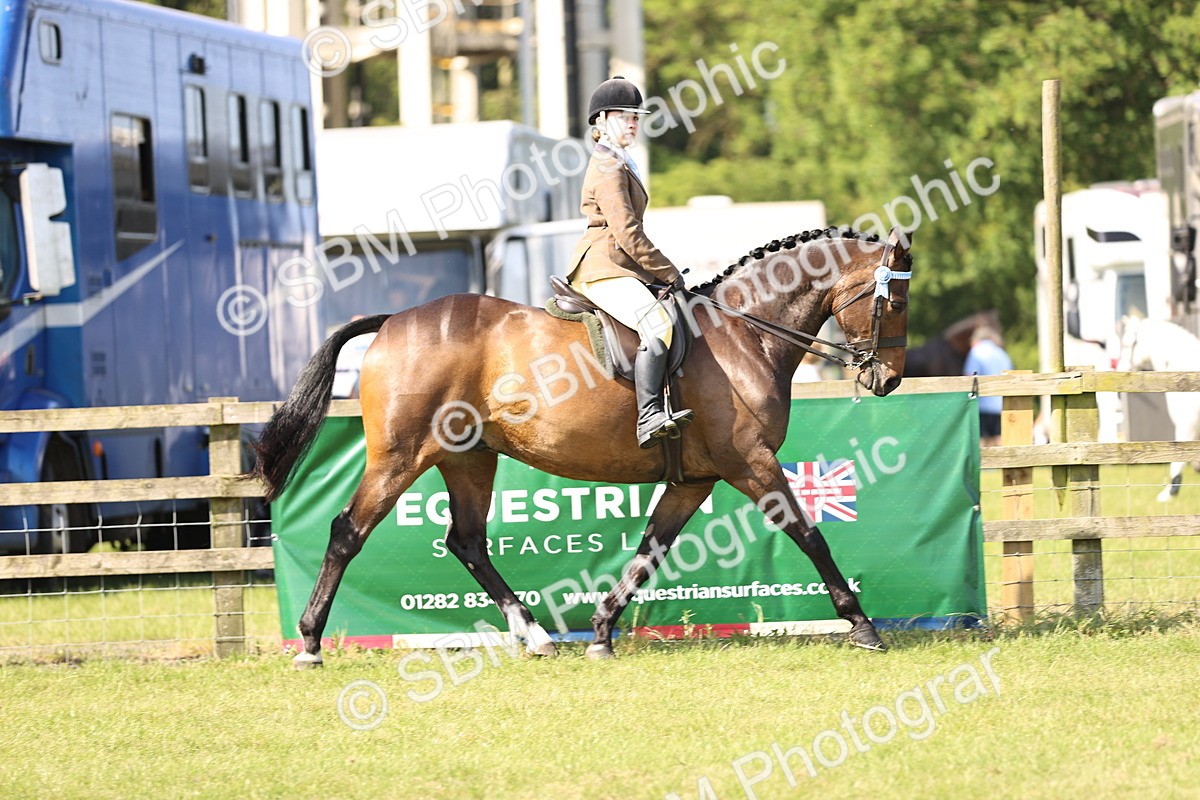 SBM_12880 - Class 75-76 LIHS BSHA Rising Star Hack Riding Horse