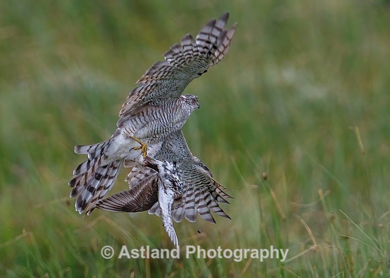 Astland Photography, Bird and Wildlife Images, Susan and Peter Wilson, U.K.