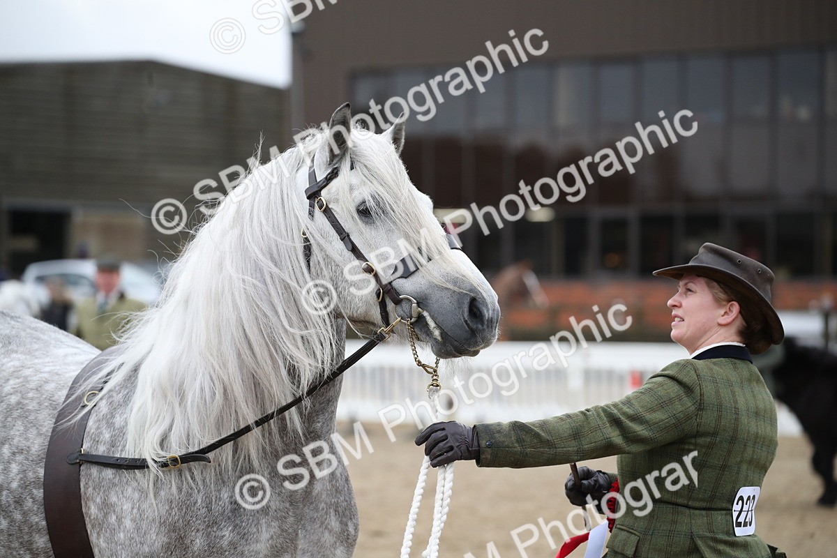 SBM_004112 - Class 1-4 - Young Stock classes Inc. In Hand Championship