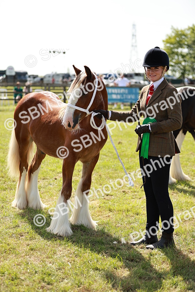SBM_08713 - Class 63-65 - Traditional Gypsy Cobs In Hand & Ridden