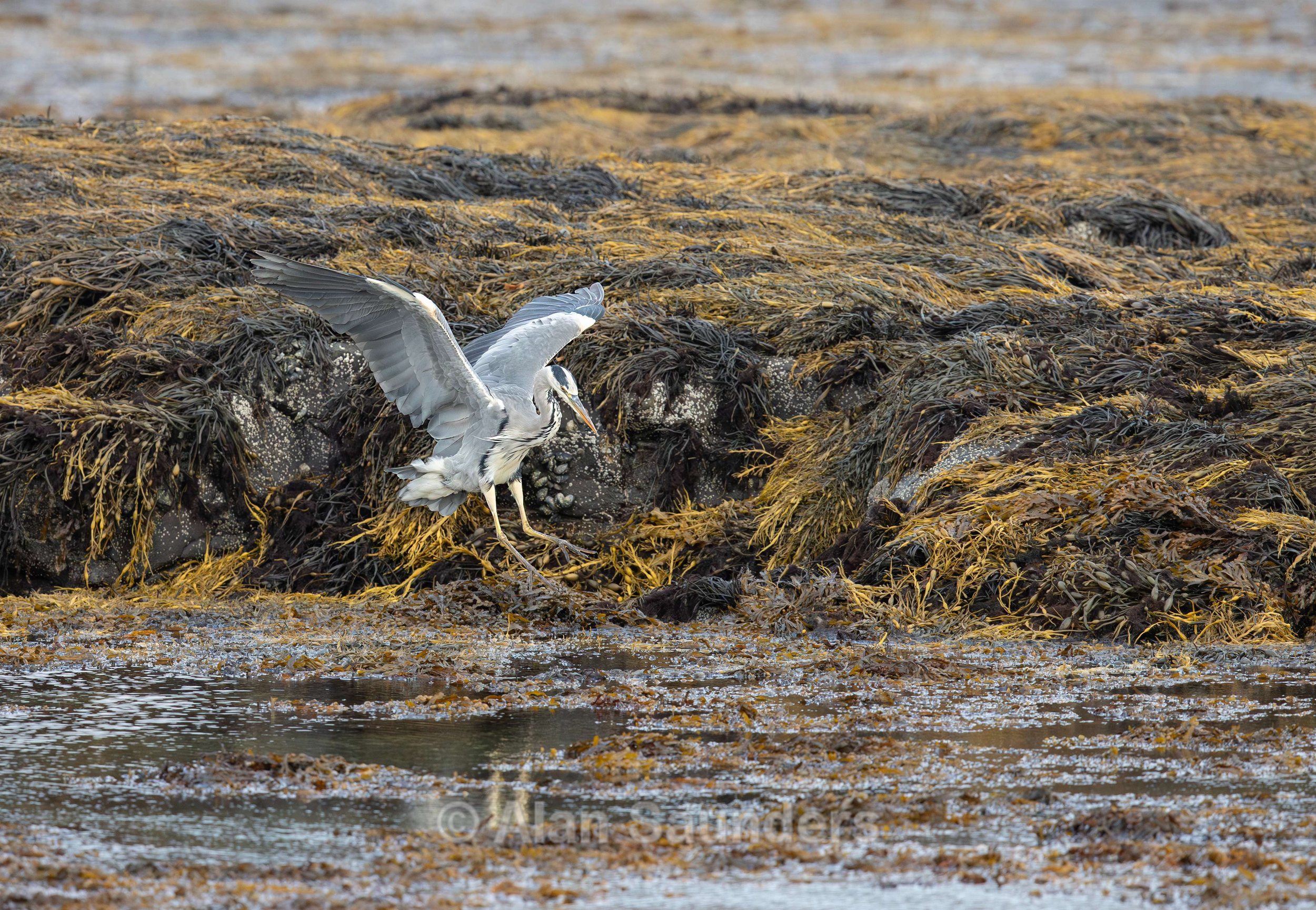Grey Heron 15