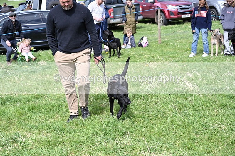 WJ6_9016 - Class 8 Best Working / Gun Dog or Bitch