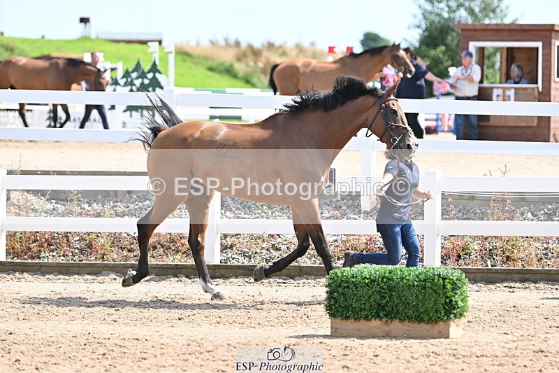240717A-152008-02760 - Trot Up 3pm to 4pm