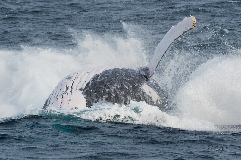 Whale Splash 0A3A0377 - Humpback Whales