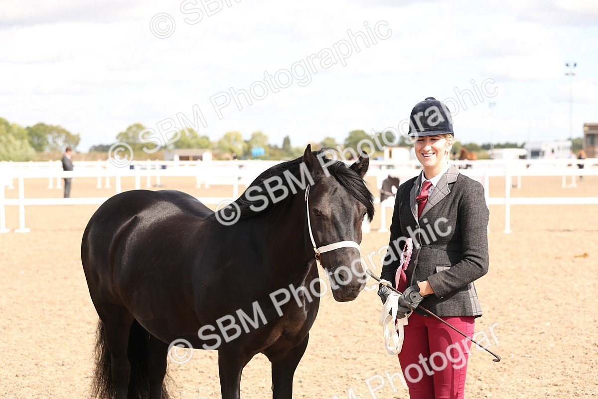 SBM_14000 - Class 205 - IH Show Pony - Show Hunter Pony