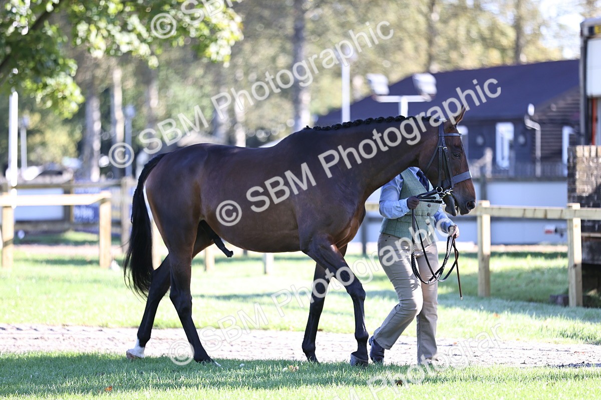 SBM_15686 - S1 - TSR in Hand Horse & Pony Showing