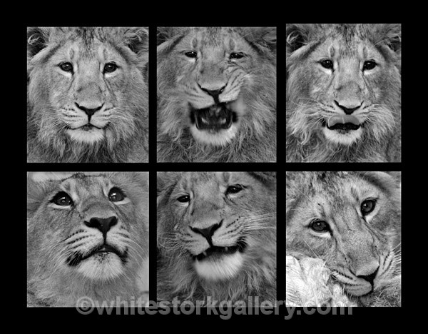 Lion Cub Photo Shoot - Wildlife and Animals