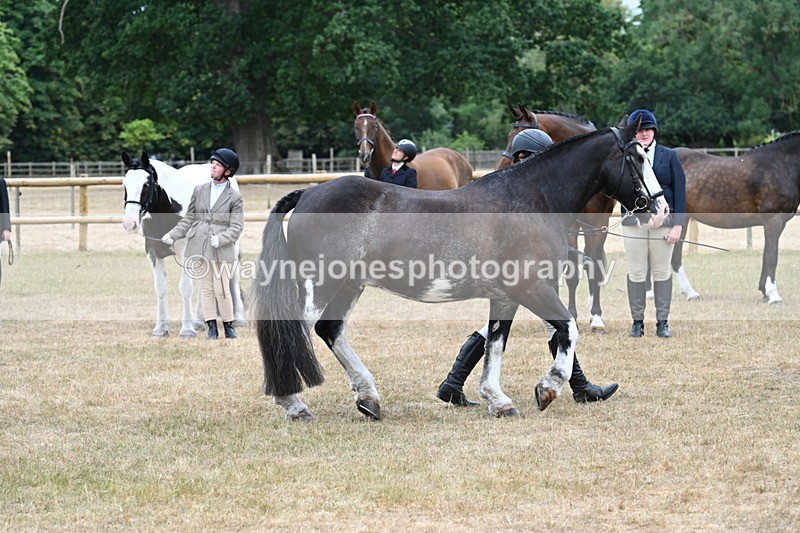 WJ7_9860 - Class 5a Most Handsome Gelding (above 14.2hh)