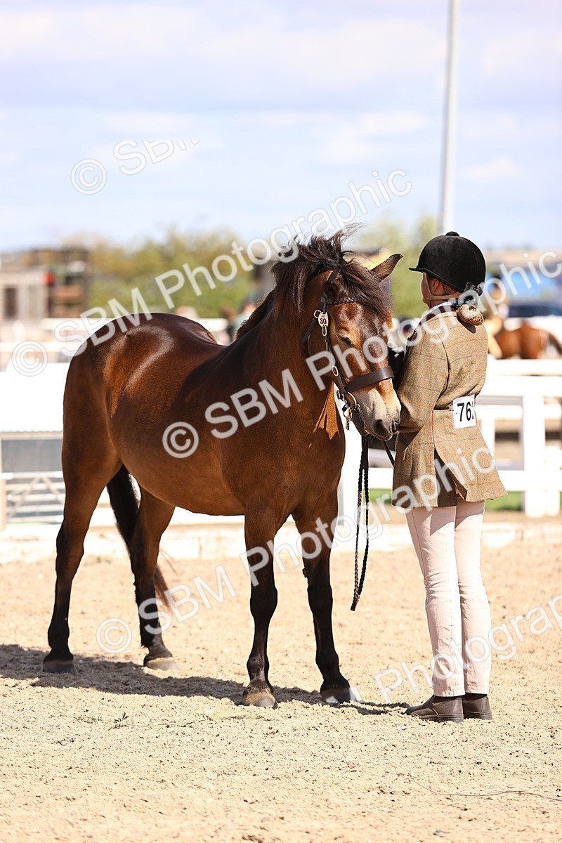 SBM_14385 - Class 412 - Handsomest Gelding (IH or Ridden)Adult