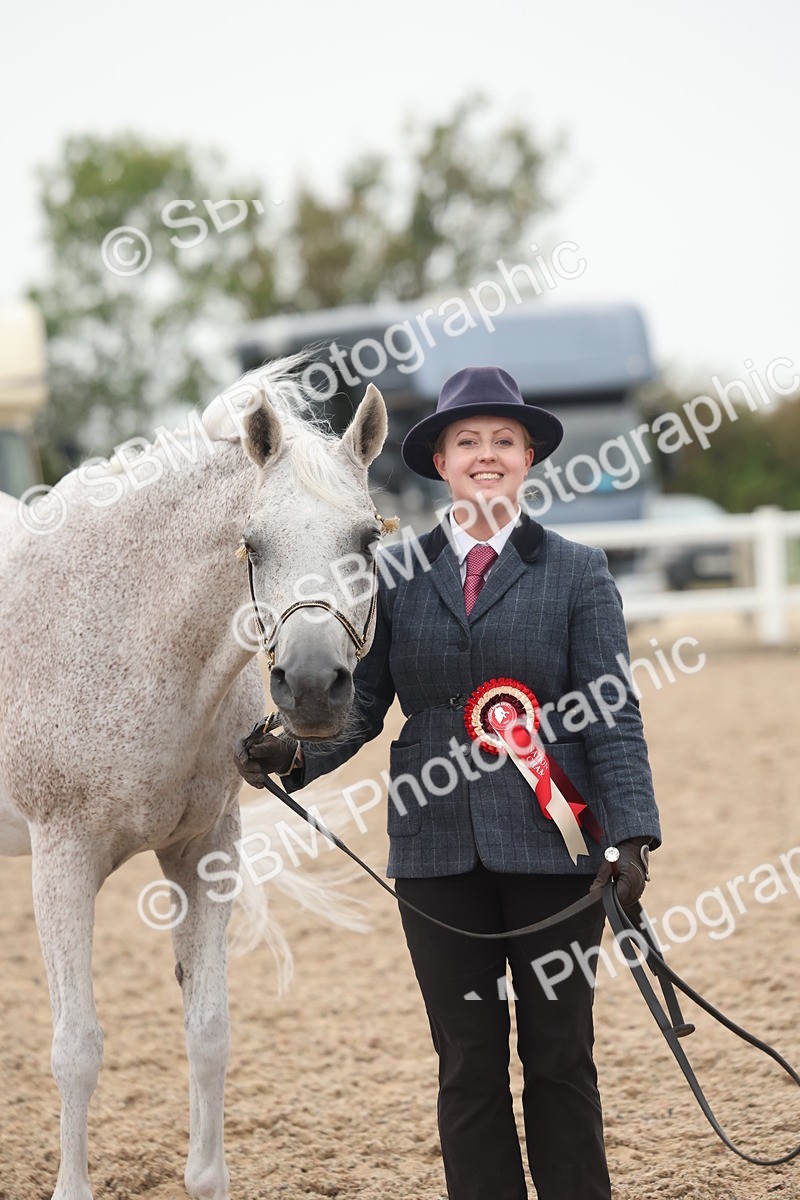 SBM_19435 - Class 317 - IH Pure Bred Horse-Pony